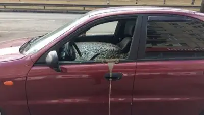 Zakon.kz, фото - Новости Zakon.kz от 07.04.2017 23:13