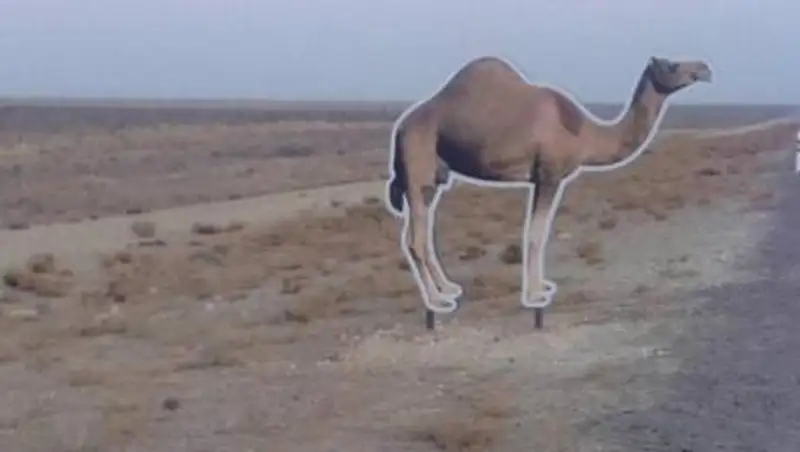 На трассах Мангистауской области появились муляжи домашних животных