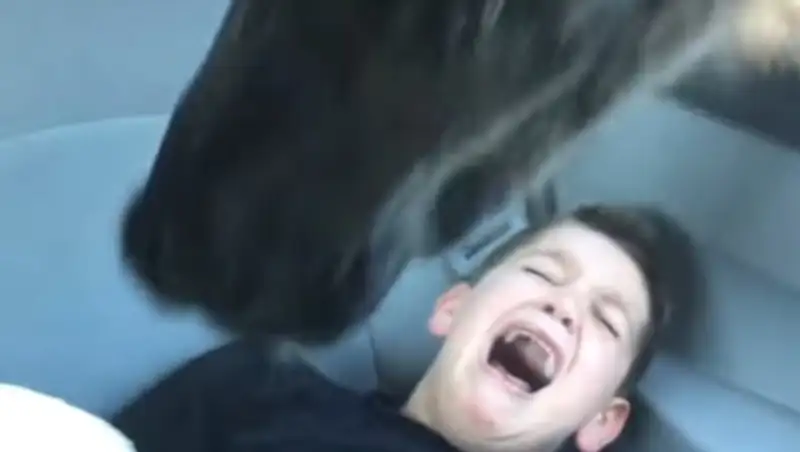 В американском сафари-парке голодная лама довела ребенка до истерики