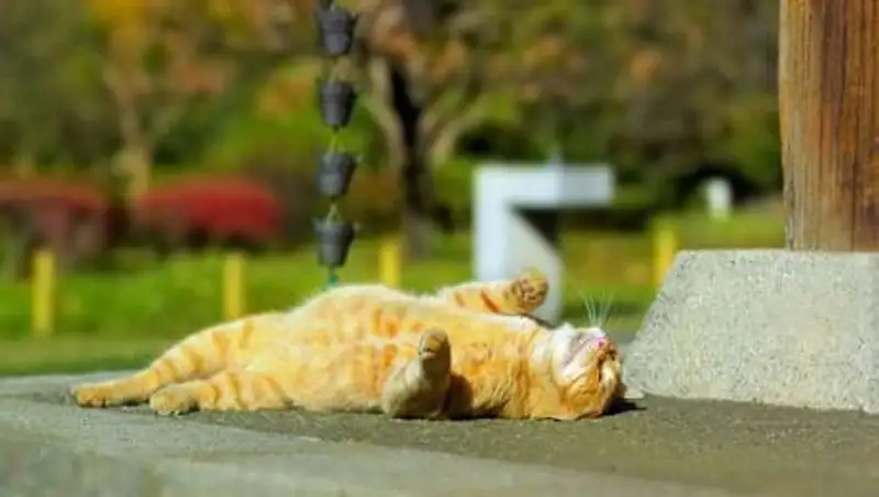 Жара придет в Казахстан на выходных