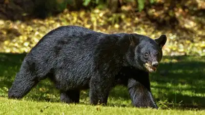 Медведицу задержали в США за серию краж из частных домов, фото - Новости Zakon.kz от 08.08.2023 12:48