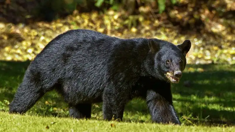 За серию краж из частных домов в США задержали медведицу