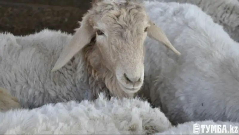 В Мангистауской области планируют вернуться к отгонному животноводству