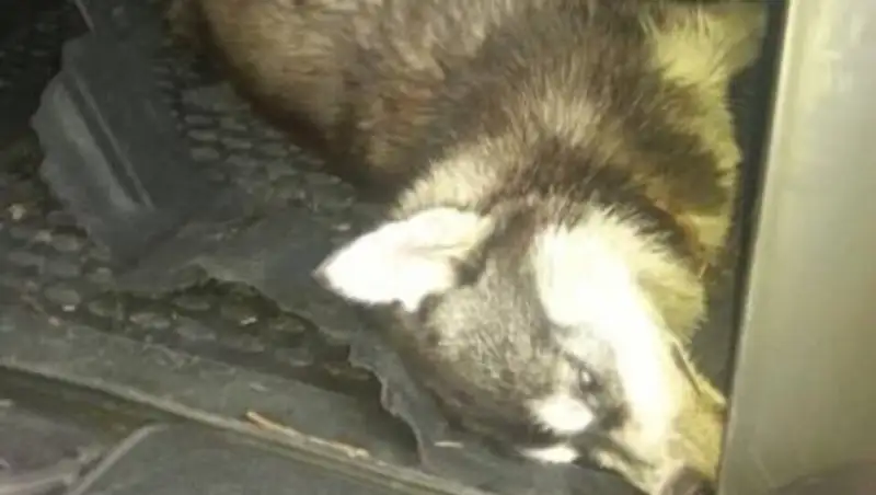 В Алматы работник отлова бродячих животных оставил собаку умирать в багажнике авто