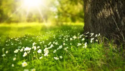 Pixabay, фото - Новости Zakon.kz от 09.04.2019 14:00