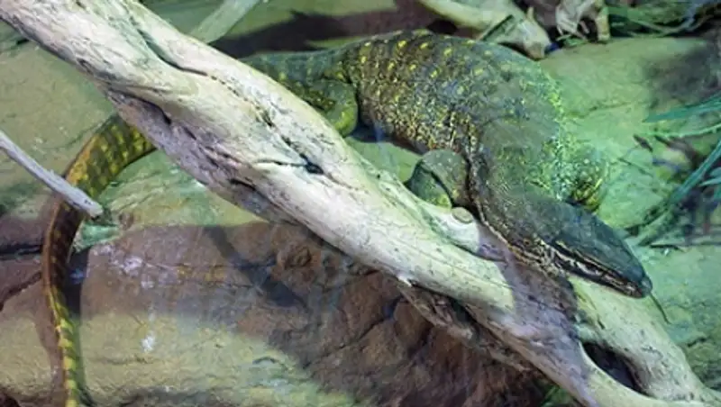 Ученые нашли создателей самых глубоких нор на планете