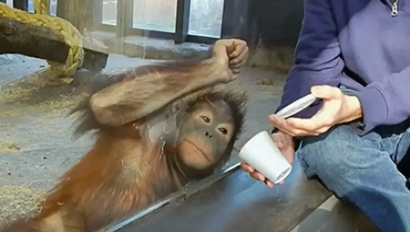 В сети показали реакцию орангутана на фокус