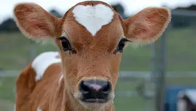 Veganstvo.info, фото - Новости Zakon.kz от 03.05.2020 16:27