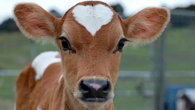 Полицейские спасли тонувшего в грязи теленка