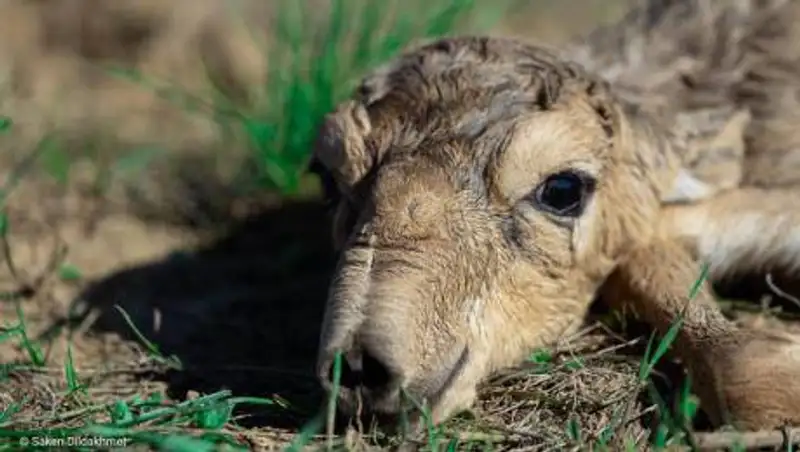 Первые сайгачата появились на свет в степях Западно-Казахстанской области