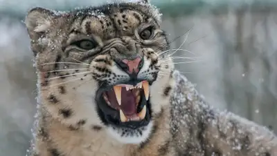 ФотоКто, фото - Новости Zakon.kz от 05.03.2019 13:45