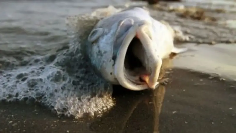 В погибшей атырауской рыбе обнаружен аммиак