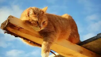 Zakon.kz, фото - Новости Zakon.kz от 17.03.2015 14:53