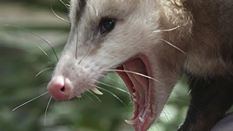 Новая Зеландия начала войну с крысами и опоссумами
