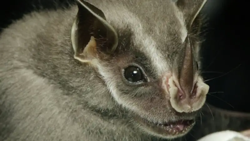 Ученые раскрыли секрет превращения летучих мышей в хищников и вампиров