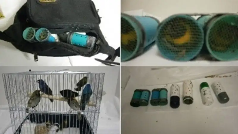 В американском аэропорту задержали мужчину, прятавшего в штанах редких птиц