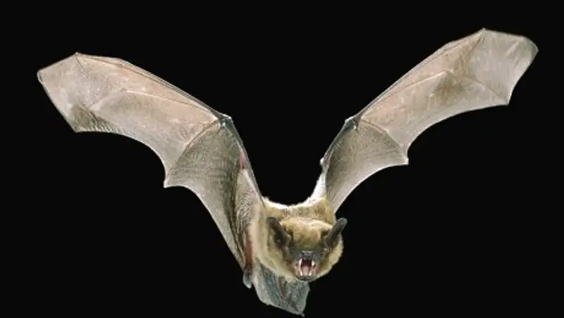 В МСХ РК прокомментировали информацию о продаже гнезд летучих мышей