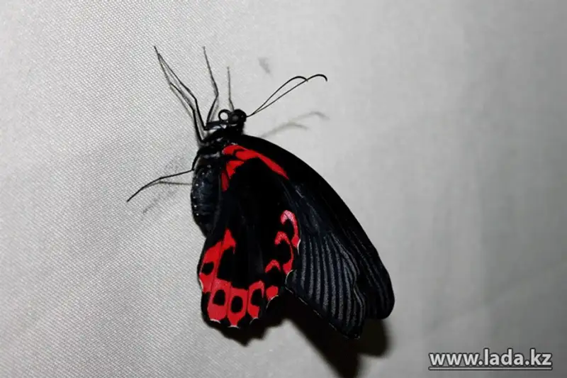 Выставка живых бабочек открылась в Актау (фото), фото - Новости Zakon.kz от 24.11.2013 17:03