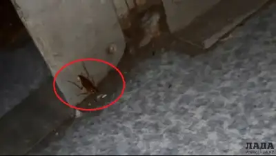 Лада, фото - Новости Zakon.kz от 27.11.2019 18:04