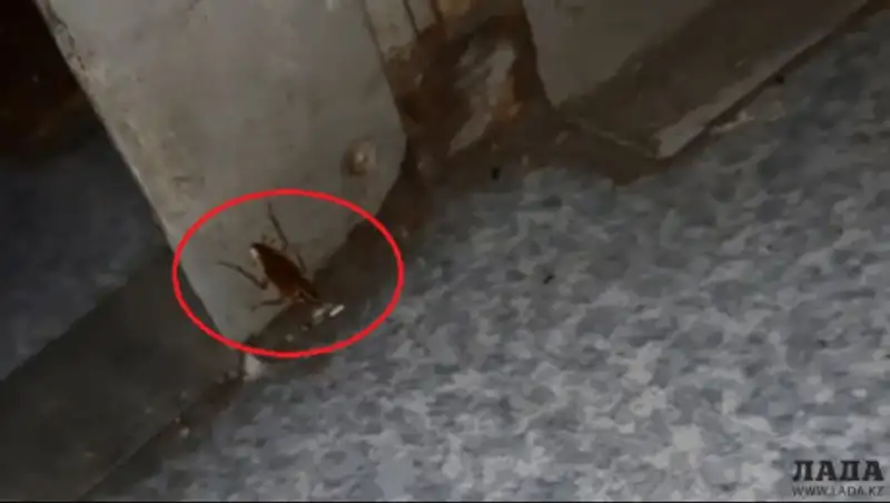 Пассажиры поезда "развлекались", собирая тараканов в бутылку