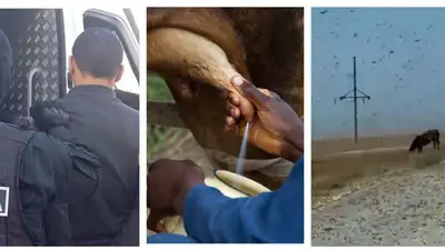 Главное к утру: приговор без изменений для убийцы трех детей, нехватка молока и вновь саранча , фото - Новости Zakon.kz от 30.07.2023 07:49