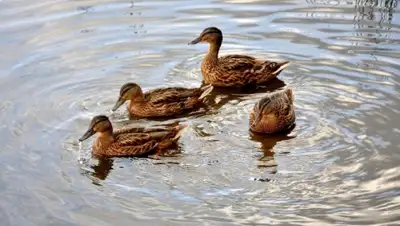 Zakon.kz, фото - Новости Zakon.kz от 02.03.2016 19:48