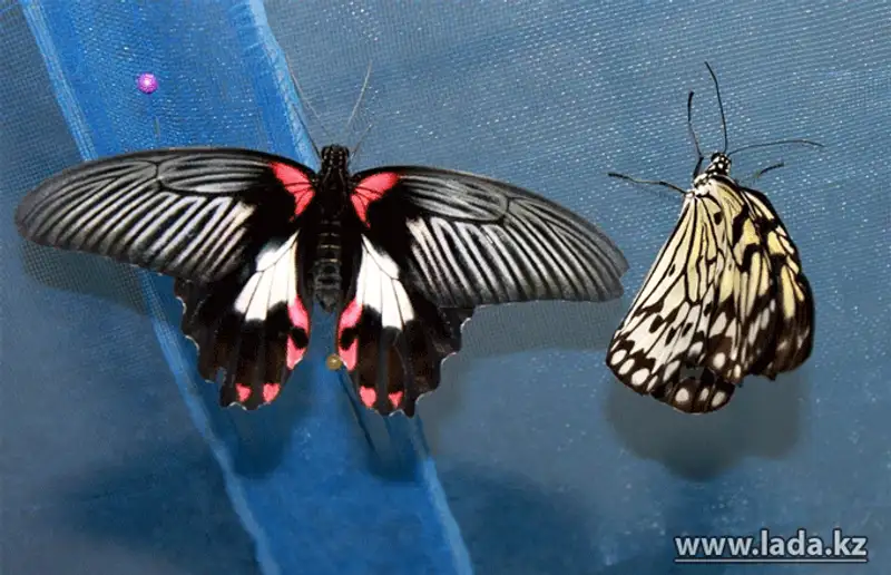 Выставка живых бабочек открылась в Актау (фото), фото - Новости Zakon.kz от 24.11.2013 17:03