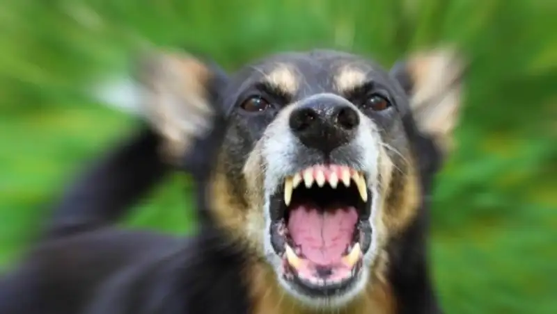 За медицинской помощью с подозрением на «бешенство» обратилось 1115 жителей Мангистау