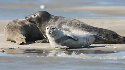 Исчезают, вымирают: почему на Каспии год за годом гибнут тюлени, фото - Новости Zakon.kz от 10.05.2023 18:58