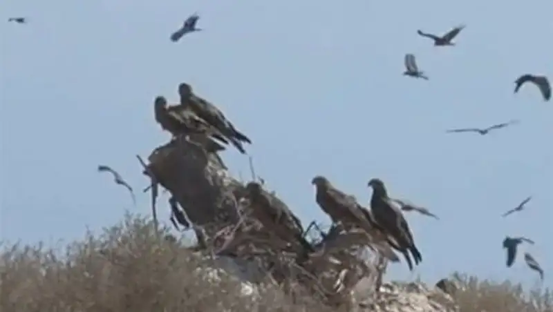 Птицы угрожают безопасности авиаполетов в Алматинской области 