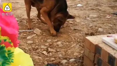 кадр из видео, фото - Новости Zakon.kz от 29.11.2019 06:41