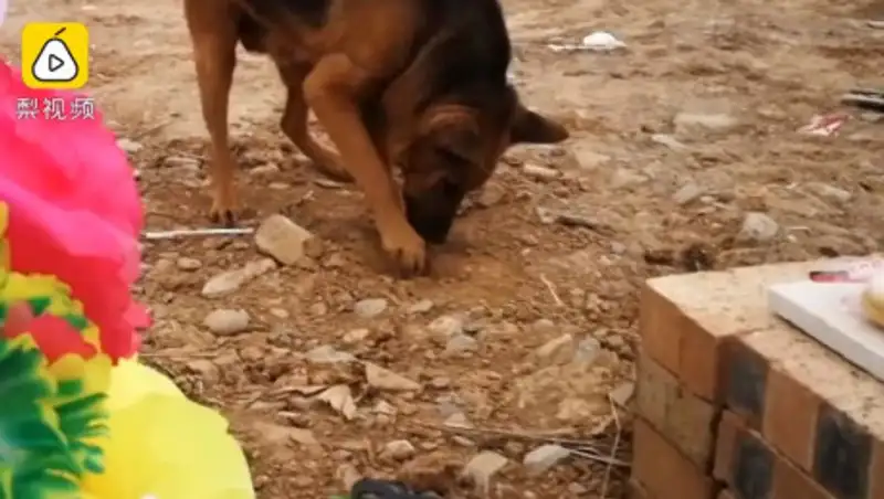 Преданная собака пыталась откопать могилу хозяина