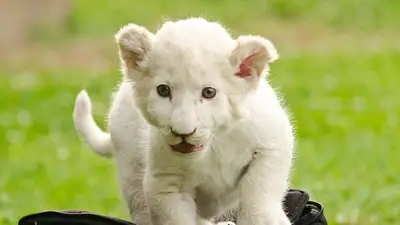 Уникальный белый львенок родился в Иране, фото - Новости Zakon.kz от 30.01.2023 04:50