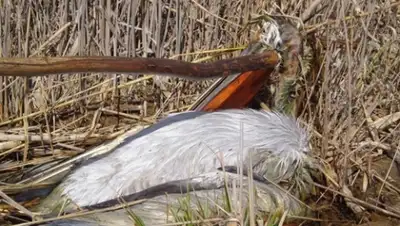 Zakon.kz, фото - Новости Zakon.kz от 23.05.2015 00:07