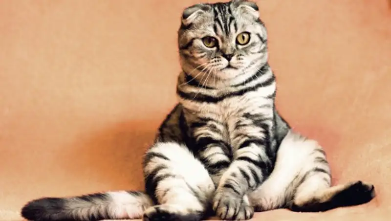 "Уникальную" кошку продают за 120 миллионов тенге