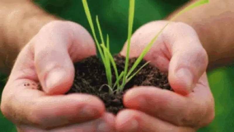 В лаборатории ВКО выявили карантинные объекты растений