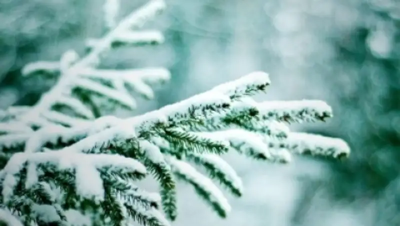 В СКО 59 мобильных групп будут охранять незаконные порубки елок