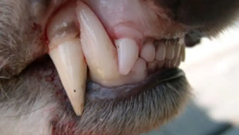 В Усть-Каменогорске пожилая женщина стала заложницей собственной собаки