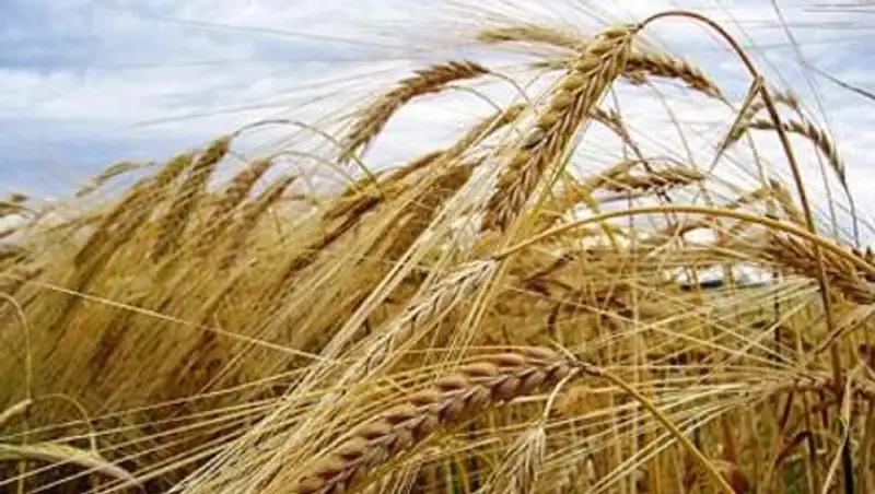 Отечественное растениеводство – одна из самых успешных отраслей сельского хозяйства