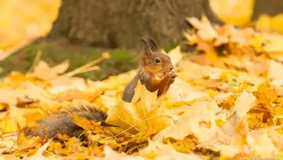 livejournal, фото - Новости Zakon.kz от 28.10.2020 06:05