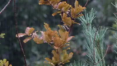 pixabay, фото - Новости Zakon.kz от 14.11.2021 15:59