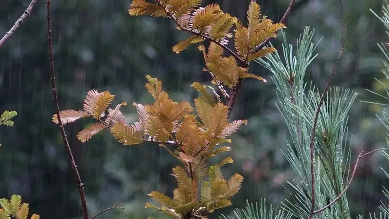 Какая погода ожидает казахстанцев в понедельник
