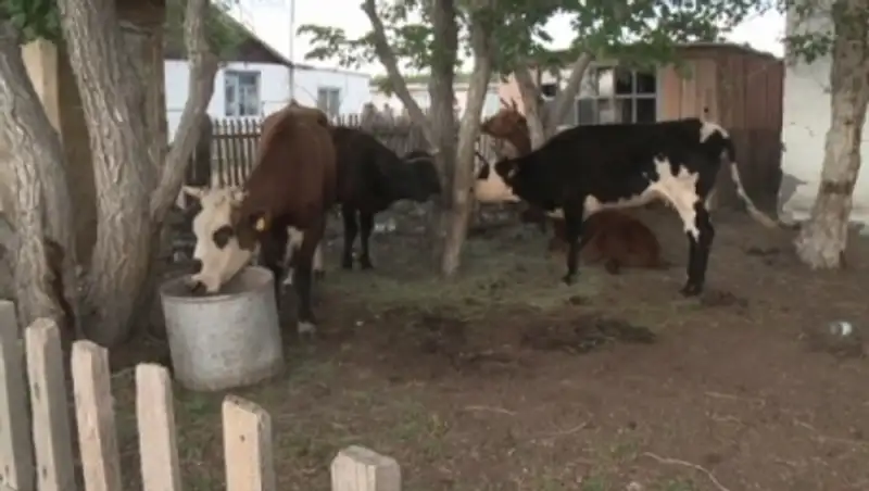 Падеж скота в селе Каракенгир Карагандинской области вызвала инфекция