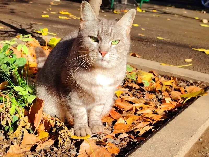 осень в Алматы, фото - Новости Zakon.kz от 10.11.2023 17:05