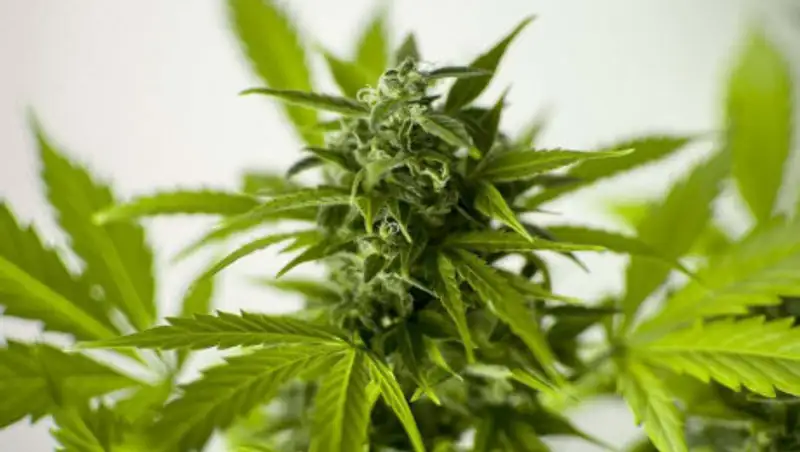 Житель Актюбинской области выращивал коноплю у себя во дворе