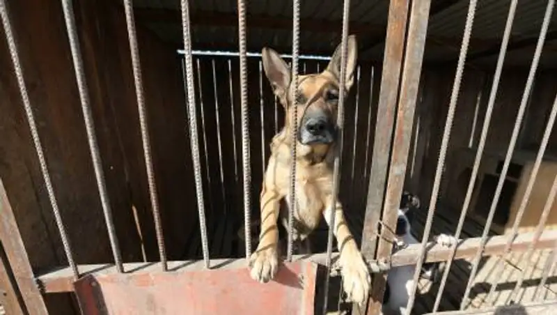 «Грани»: до года тюрьмы может грозить за жестокое обращение с животными