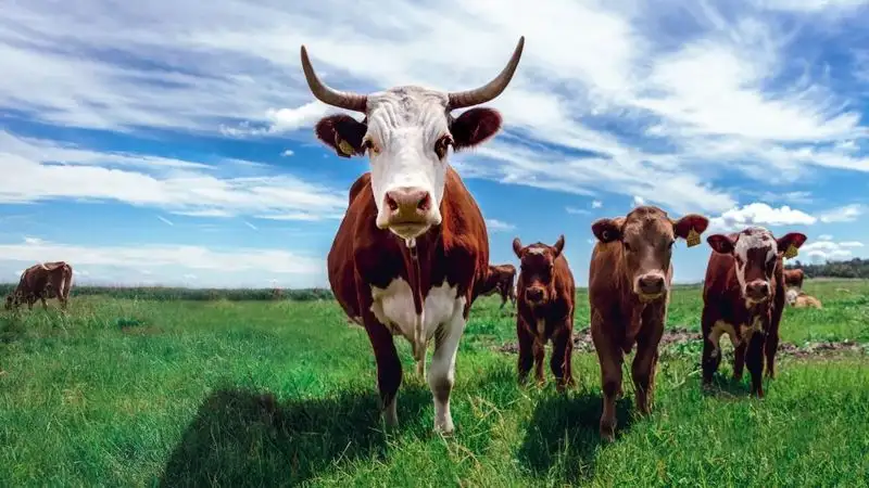 Акиматы будут наказывать за незаконное предоставление пастбищ иностранцам
