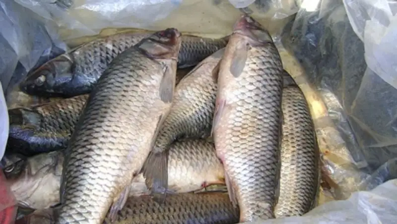 Трое жителей Атырауской области незаконно выловили 405 кг сазана