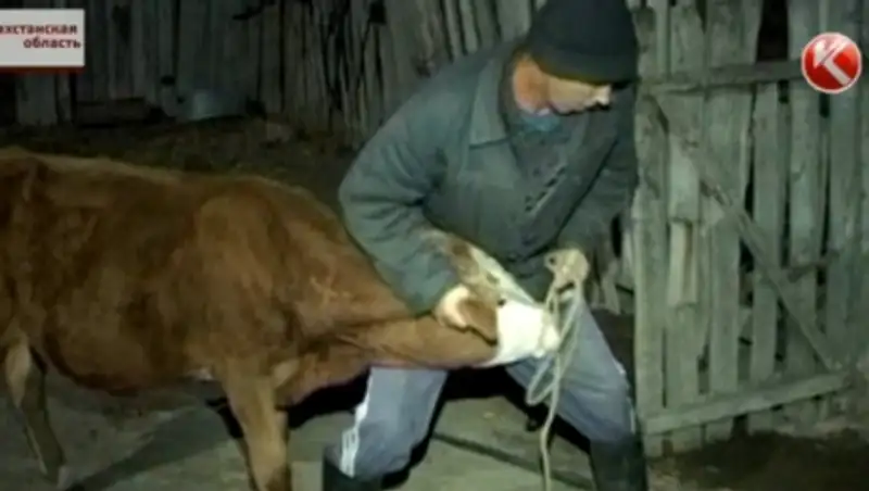 В ВКО режут больной скот