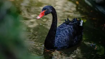 Птенцы редких черных лебедей вылупились в зоопарке Шымкента, фото - Новости Zakon.kz от 11.11.2023 12:59